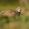 Orebice ruda - Alectoris rufa - Red-legged Partridge 2681